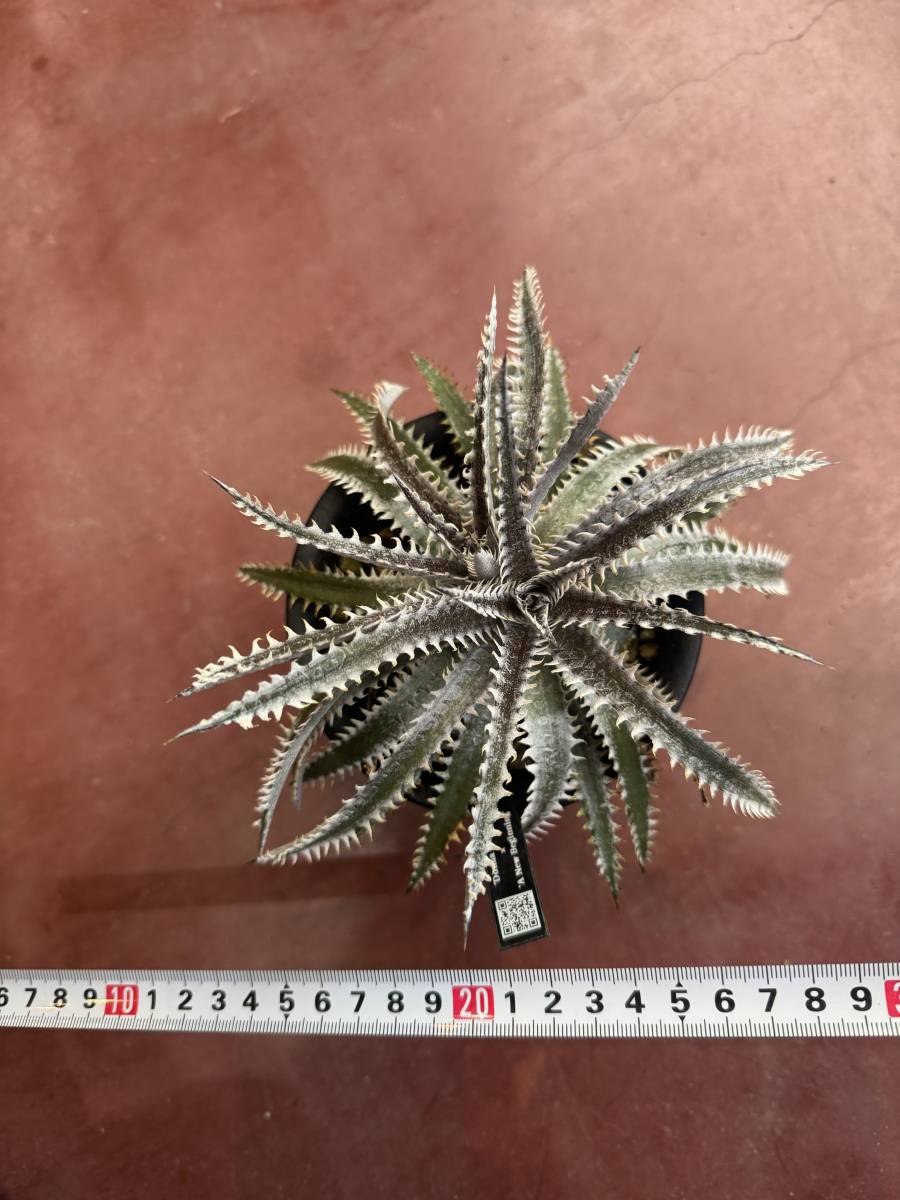 ★クリスマスセール★Dyckia 'Donna Marie' x 'A New Beginning’ _画像7