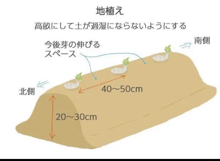 美しいジャーマンアイリス　品種色々　3株_画像4