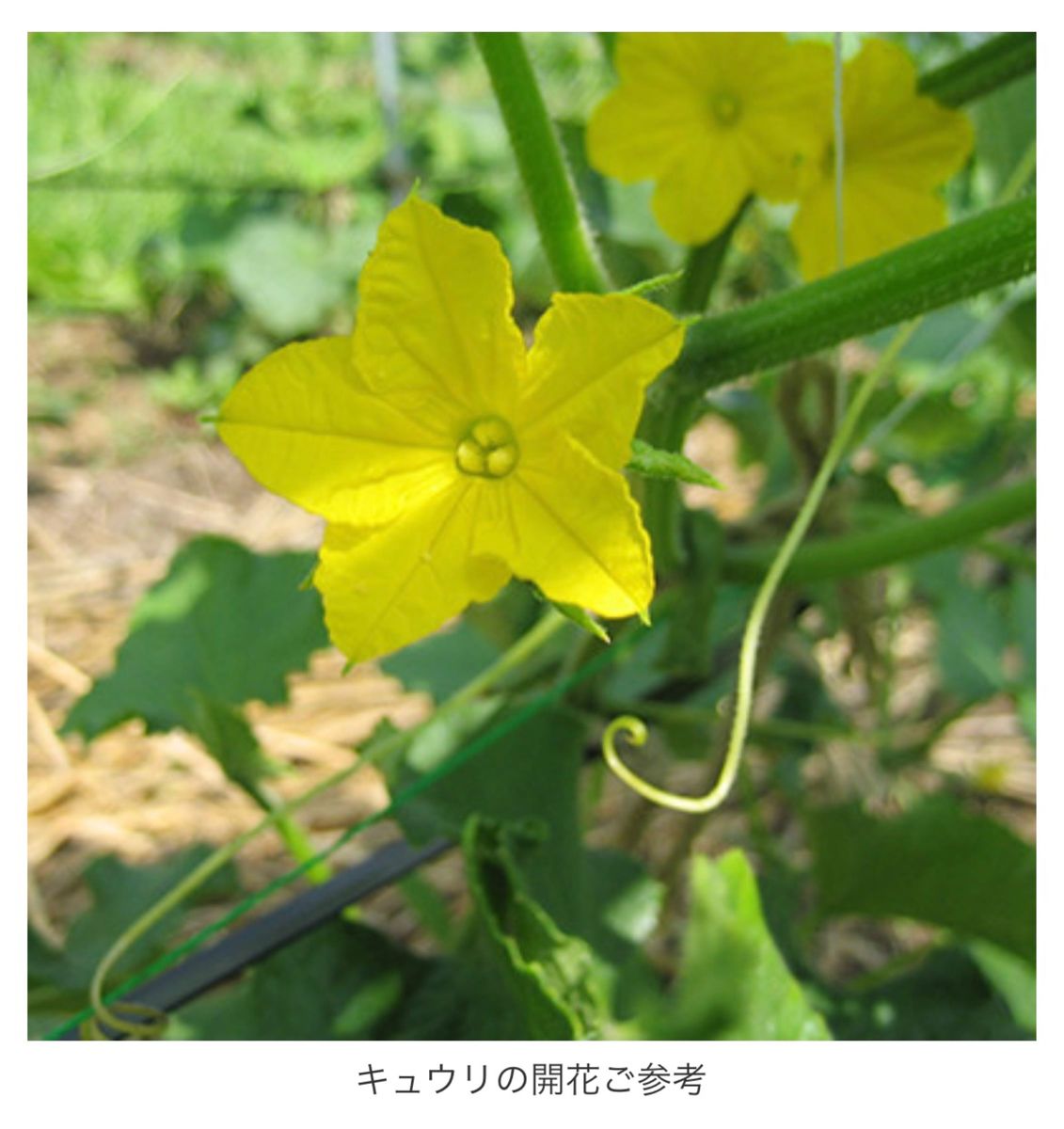 【イボ美人】 国内育成・採取 家庭菜園 種 タネ きゅうり 野菜 胡瓜