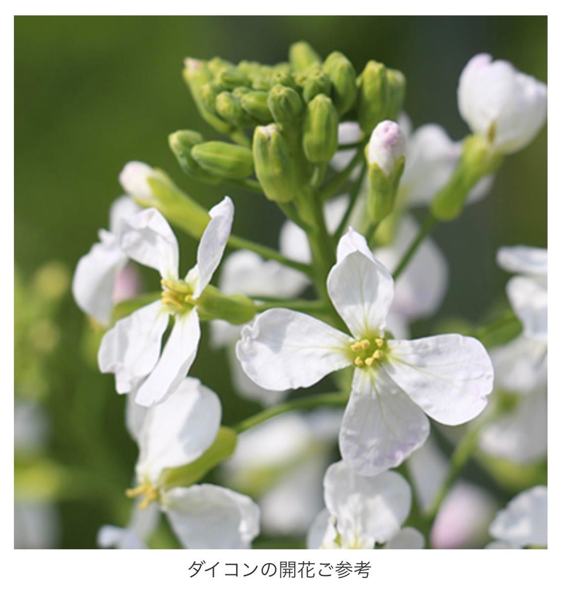 【 ふじ宮重 】 国内育成・採取 家庭菜園 種 タネ 大根 野菜