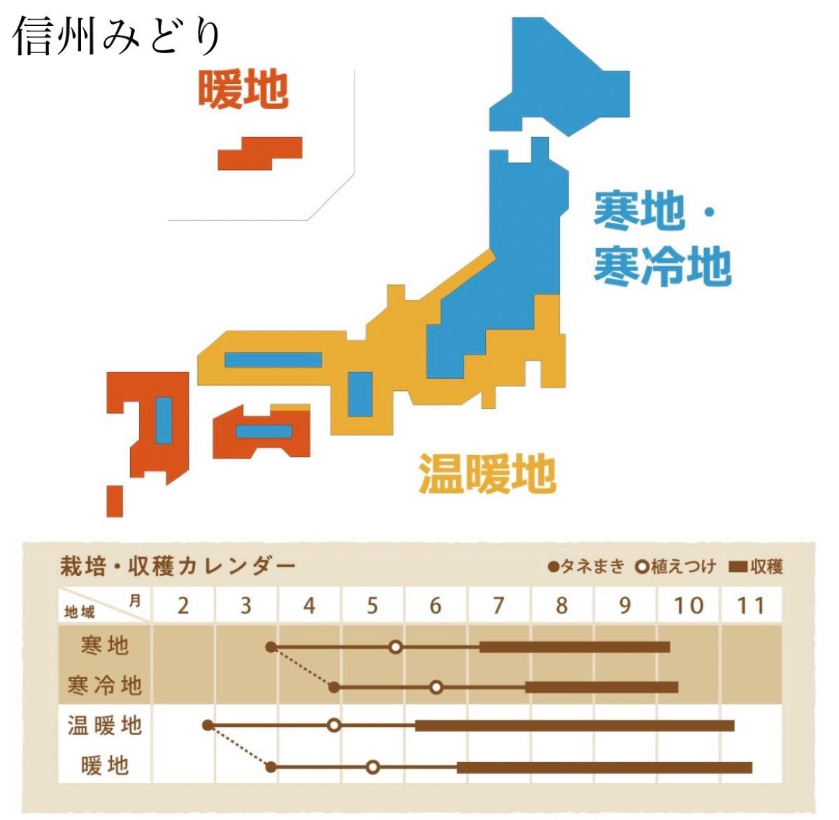 【 信州みどり 】 国内育成・採取 家庭菜園 種 タネ ピーマン 野菜