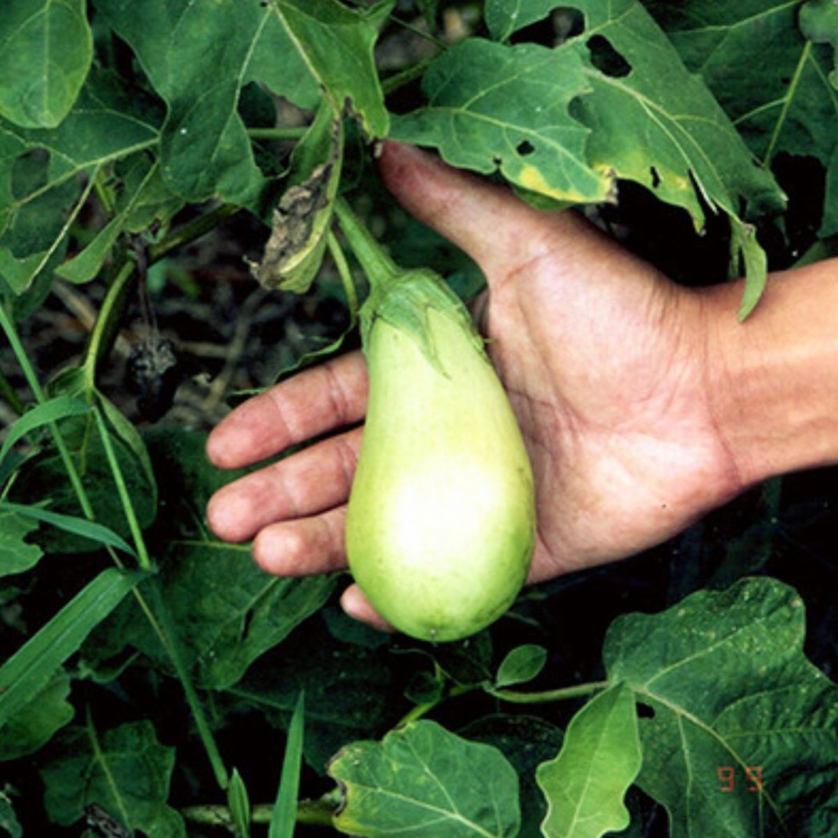 【 在来青ナス 】 国内育成・採取 家庭菜園 種 タネ 茄子 ナス 野菜
