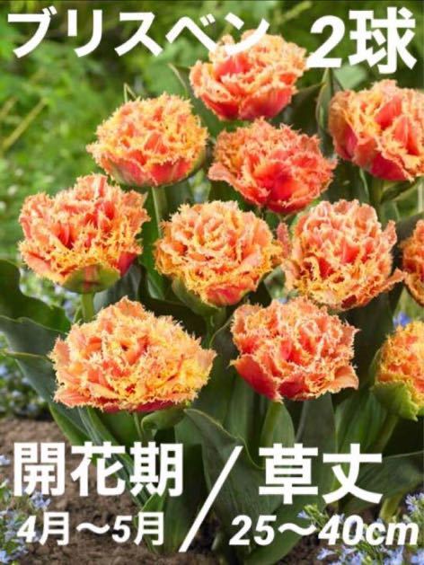 チューリップ球根 ブリスベン フリンジ咲き 八重咲き 球根 秋植え球根_画像1