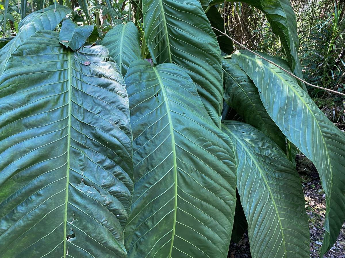 ＫＮ　１円！　アンスリューム　プセウドスペクタビレ（ANTHURIUM PSEUDOSPECTABILE）　　　　0.8Ｍ以下_写真２も参考・・・