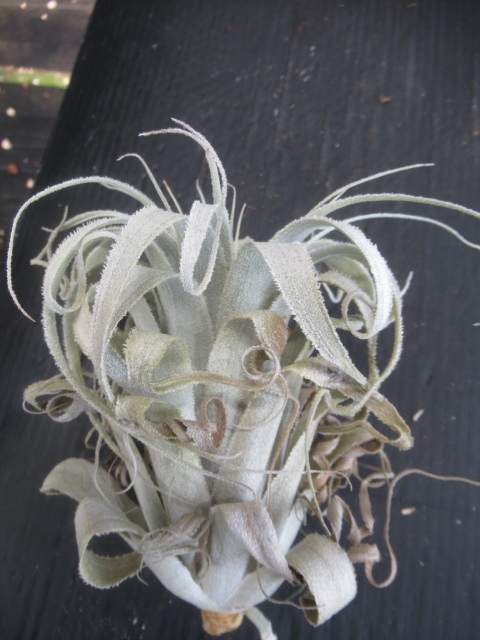 ＫＮ　１円！　ティランジア　チャペウエンシス　チュリフォルミス（TILLANDSIA CHAPEUENSIS var. TURRIFORMIS）　　　　0.8Ｍ以下_画像7