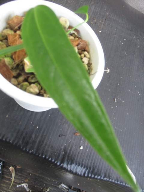 ＫＮ　１円！　アンスリューム　プセウドスペクタビレ（ANTHURIUM PSEUDOSPECTABILE）　　　　0.8Ｍ以下_画像4