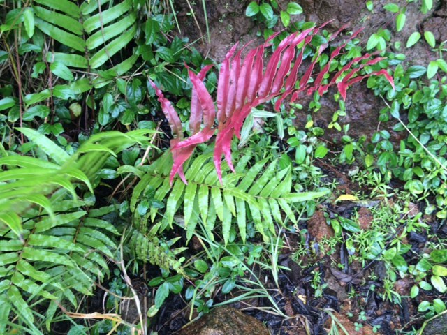 ＫＮ　コスタリカ産　ブレクナム(ヒリュウシダ属）　ファルシフォルメ（BLECHNUM FALCIFORME）　　　0.8Ｍ以下_写真２も参考・・・