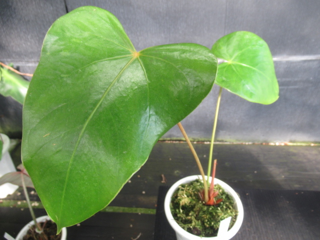 ＫＮ　チューリップ咲アンスリューム(ベニウチワ属）（ANTHURIUM SP.）　1　　　　0.8Ｍ以下_画像7