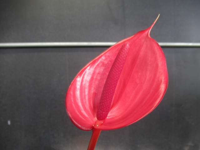 ＫＮ　チューリップ咲アンスリューム(ベニウチワ属）（ANTHURIUM SP.）　2　　　　1.6Ｍ以下_画像3