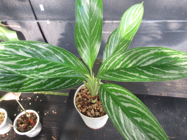 ＫＮ　１円！　アグラオネマ(リョクチク属)　ハイブリッド　‘リリアン‘（AGLAONEMA hybrid `LILLIAN`）　　　1.2Ｍ以下_画像2