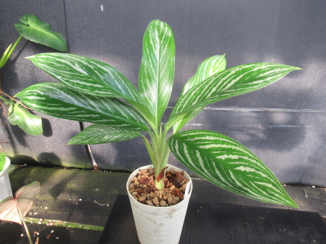 ＫＮ　１円！　アグラオネマ(リョクチク属)　ハイブリッド　‘リリアン‘（AGLAONEMA hybrid `LILLIAN`）　　　1.2Ｍ以下_画像1