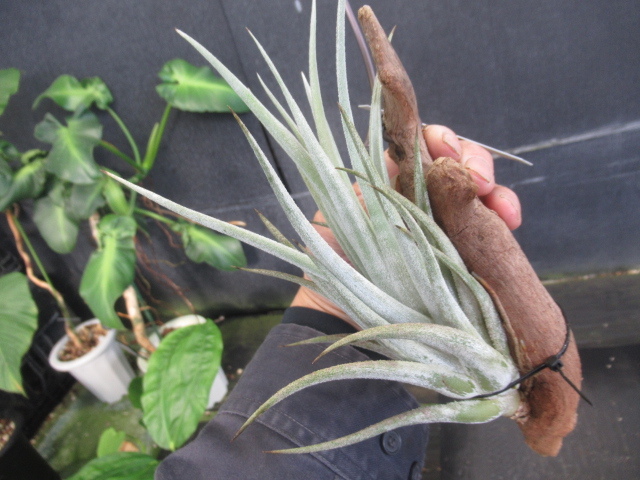 ＫＮ　ティランジア　ミトラエンシス（TILLANDSIA MITLAENSIS）　　　　0.8Ｍ以下_画像3