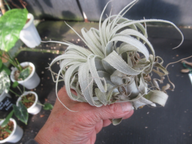 ＫＮ　１円！　ティランジア　チャペウエンシス　チュリフォルミス（TILLANDSIA CHAPEUENSIS var. TURRIFORMIS）　　　　0.8Ｍ以下_画像6