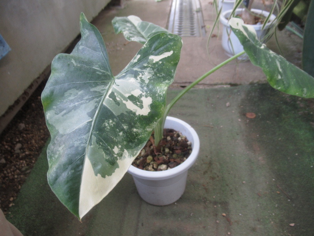 ＫＮ　アロカシア(クワズイモ属)　マクロリザ　‘バリエゲイテッド‘（ALOCASIA MACRORRHIZA `VARIEGATED`）　　　1.2Ｍ以下_画像6