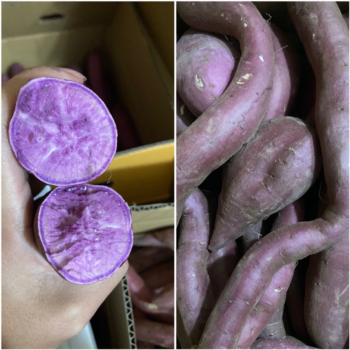 數量限定 千葉県産さつまいもシルクスイート3.5kg+ 紫芋3.5Kg_画像1