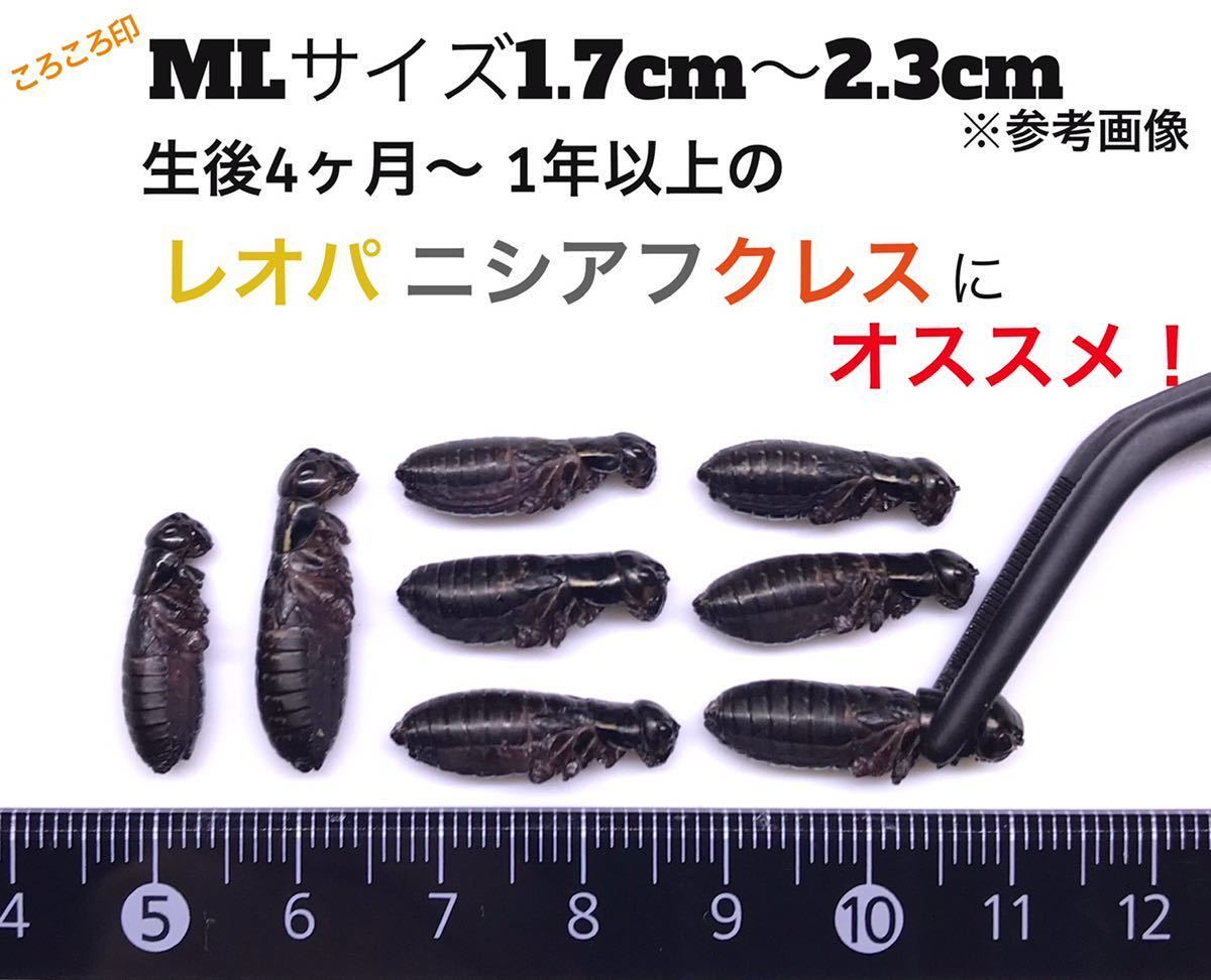 冷凍クロコ ML約200匹100g冷凍コオロギ_画像1