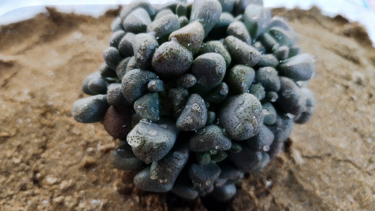 1 多肉植物 茎型メセン　アロイノプシススクーネーシー　唐扇　大苗_画像1