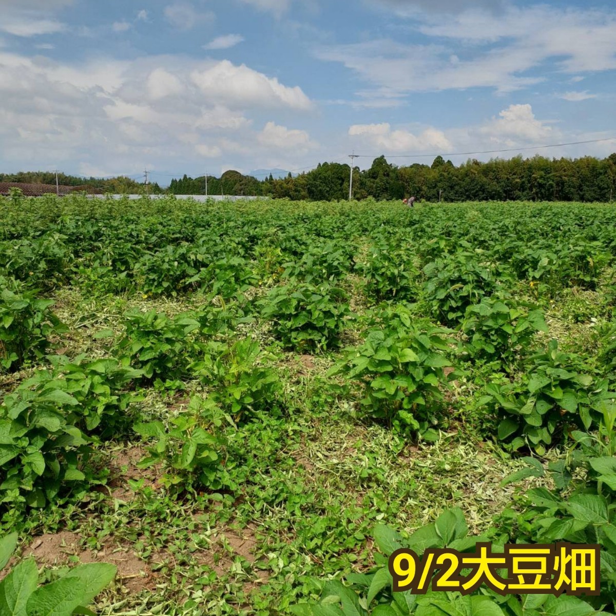 自然栽培 幻の大豆 『八天狗』5kg 熊本県産_画像4