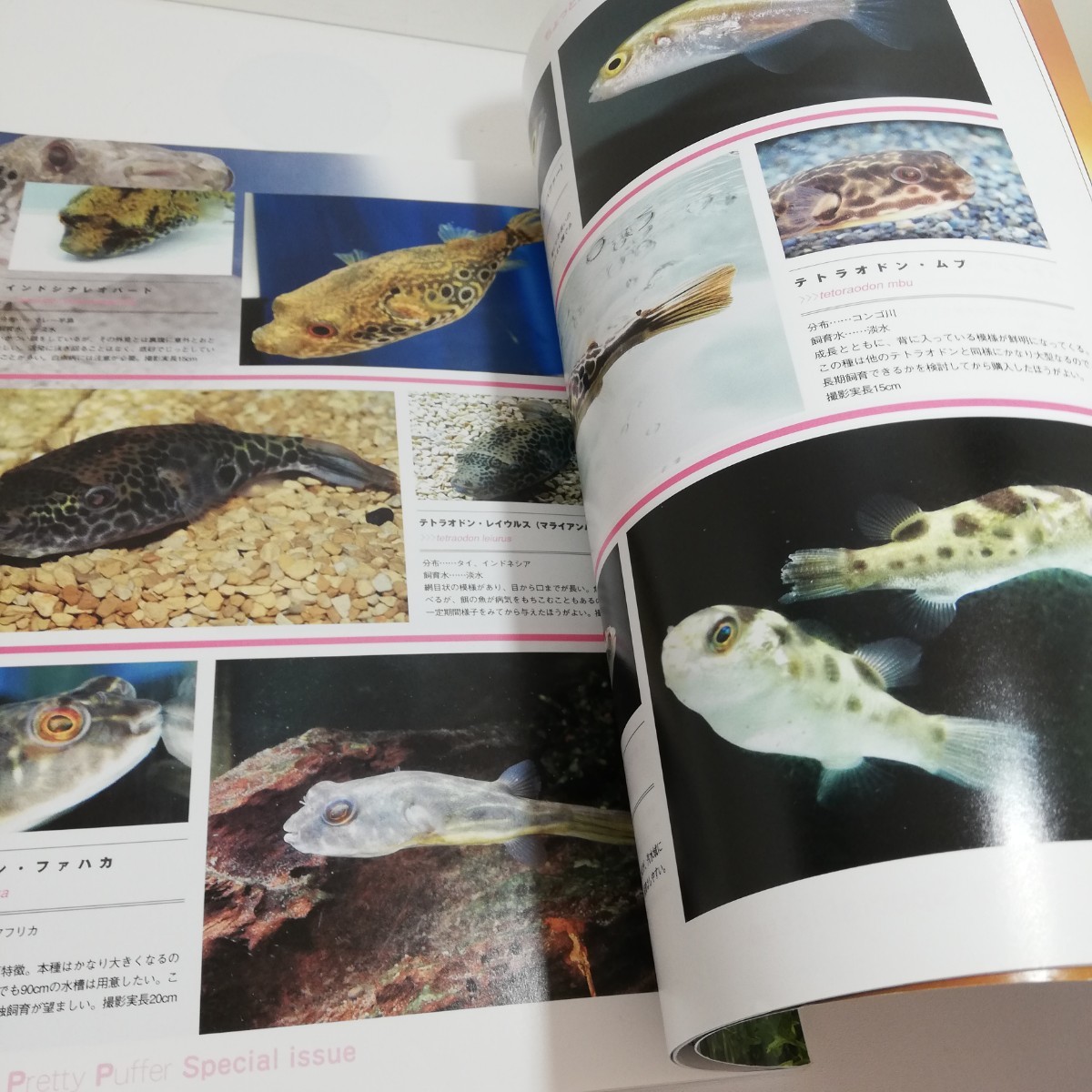  fish magazine 2004 year 10 month number fresh water fugu 