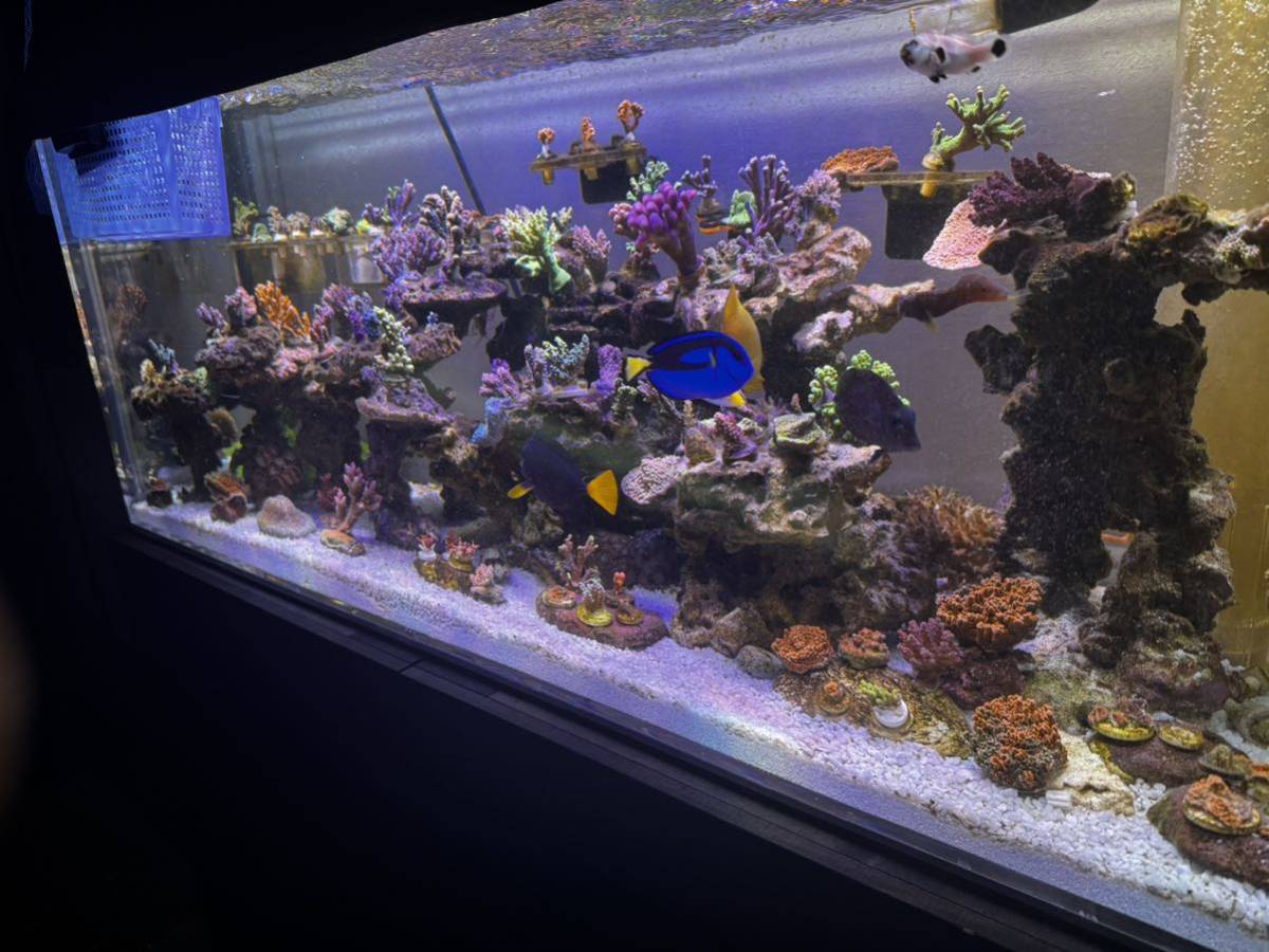 [ accessory addition did.]120cm aquarium machinery together all set 