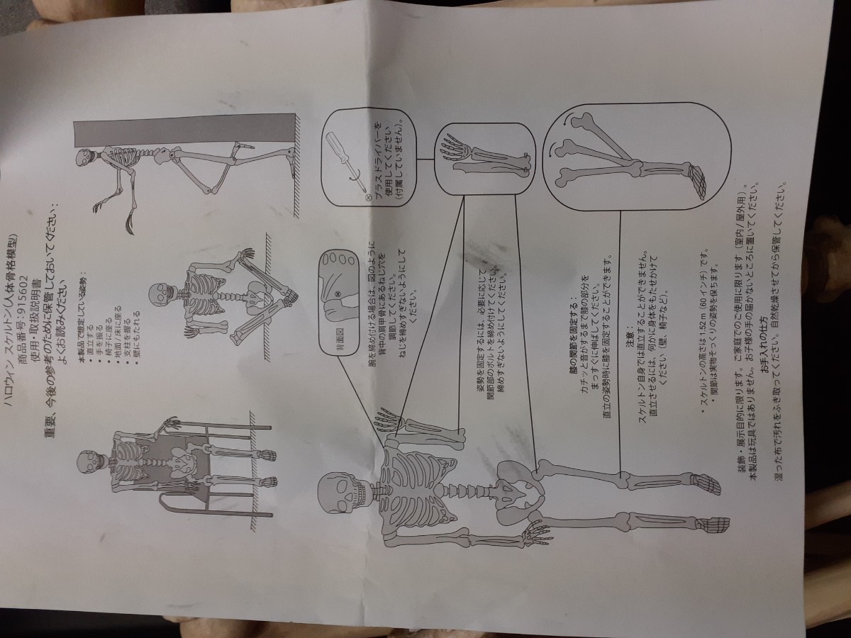 人体模型 スカル ドクロ 等身大 152センチ 未使用品 フィギュア HOTROD カスタム バラエティーグッズ ハロウィンの画像10