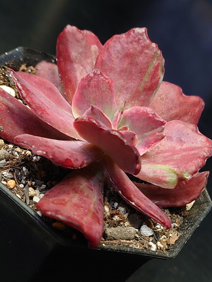 多肉植物 韓国苗 ダイヤモンドステート錦|Yahoo!フリマ(旧 多肉植物 韓国苗 ダイヤモンドステート錦|Yahoo!フリマ(旧