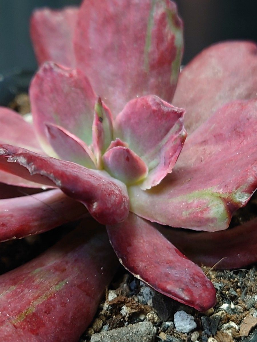 多肉植物 韓国苗 ダイヤモンドステート錦|Yahoo!フリマ(旧 多肉植物 韓国苗 ダイヤモンドステート錦|Yahoo!フリマ(旧