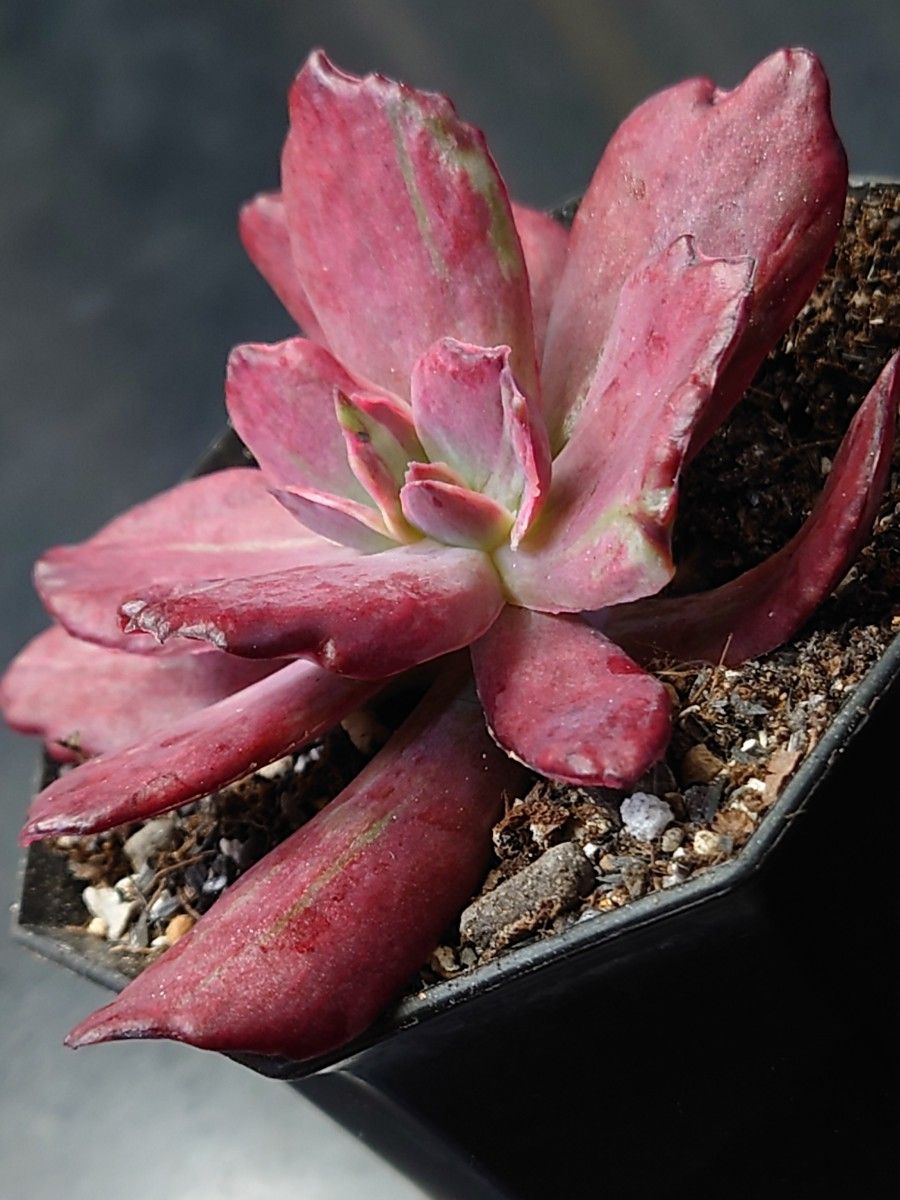 多肉植物 韓国苗 ダイヤモンドステート錦|Yahoo!フリマ(旧 多肉植物 韓国苗 ダイヤモンドステート錦|Yahoo!フリマ(旧