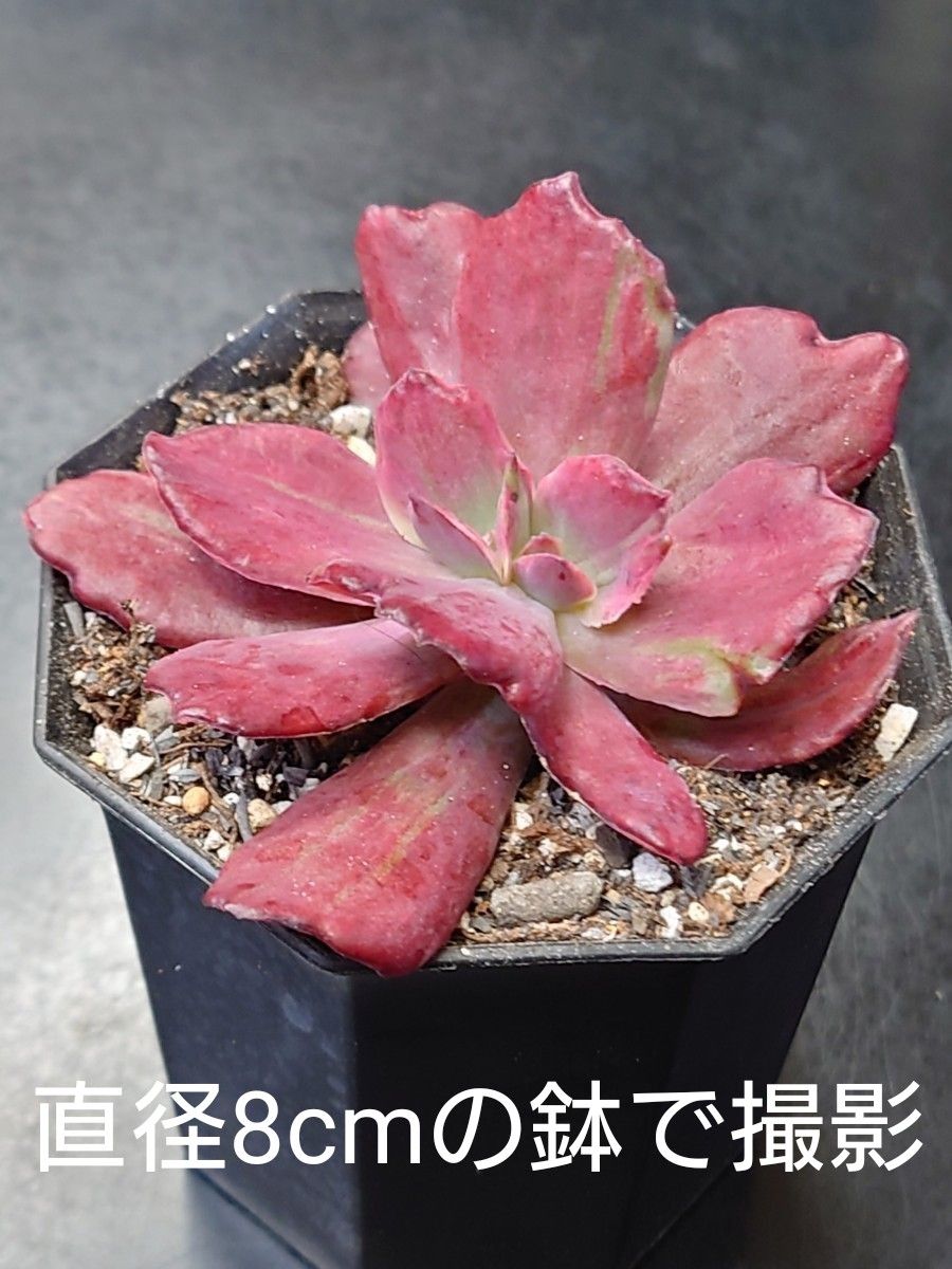 多肉植物 韓国苗 ダイヤモンドステート錦|Yahoo!フリマ(旧 多肉植物 韓国苗 ダイヤモンドステート錦|Yahoo!フリマ(旧
