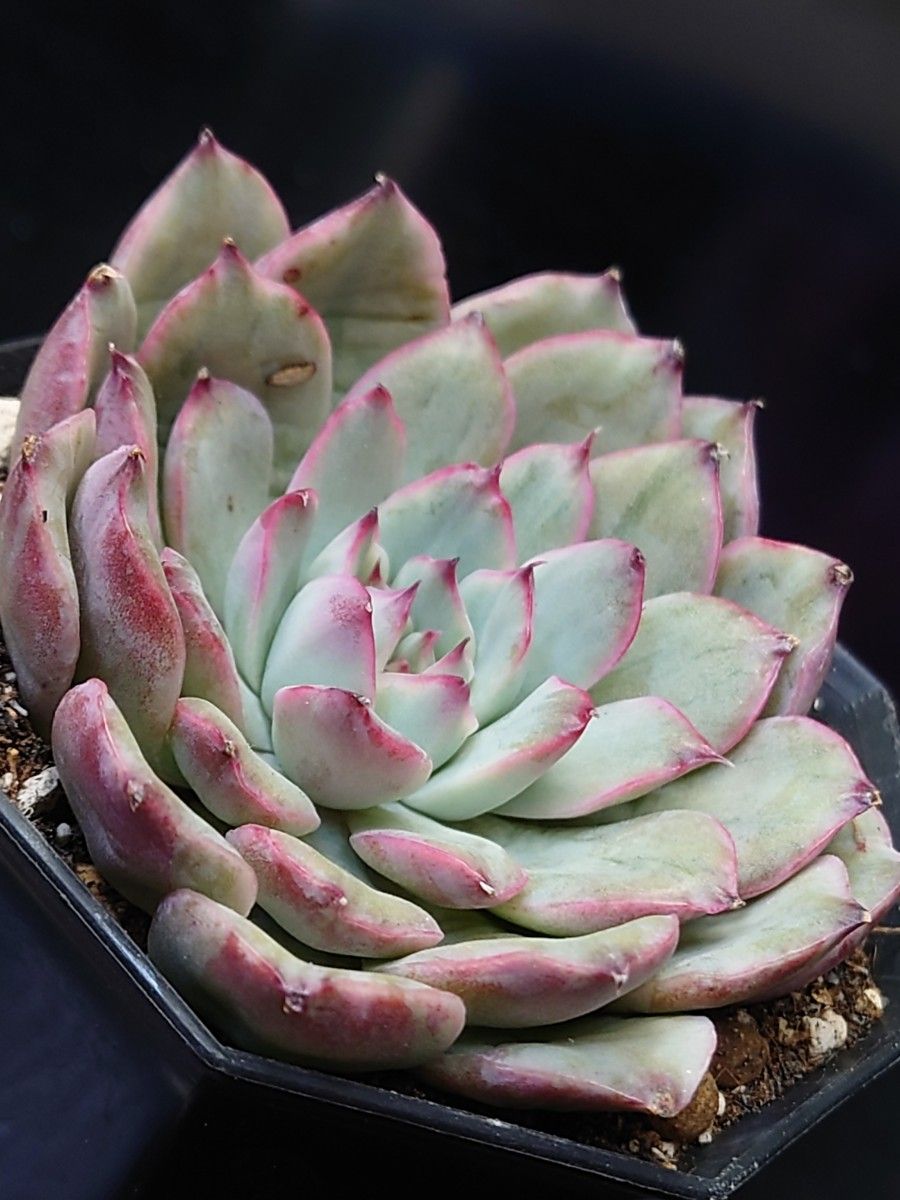 多肉植物 韓国苗　花うらら錦