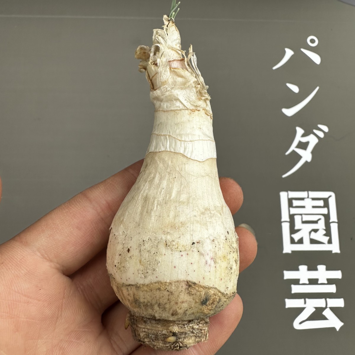 M16 【パンダ園芸】ゲチリス“ブリッテニアナ,Gethyllis Britteniana”多肉植物 球根 塊根 コーデックス _画像2