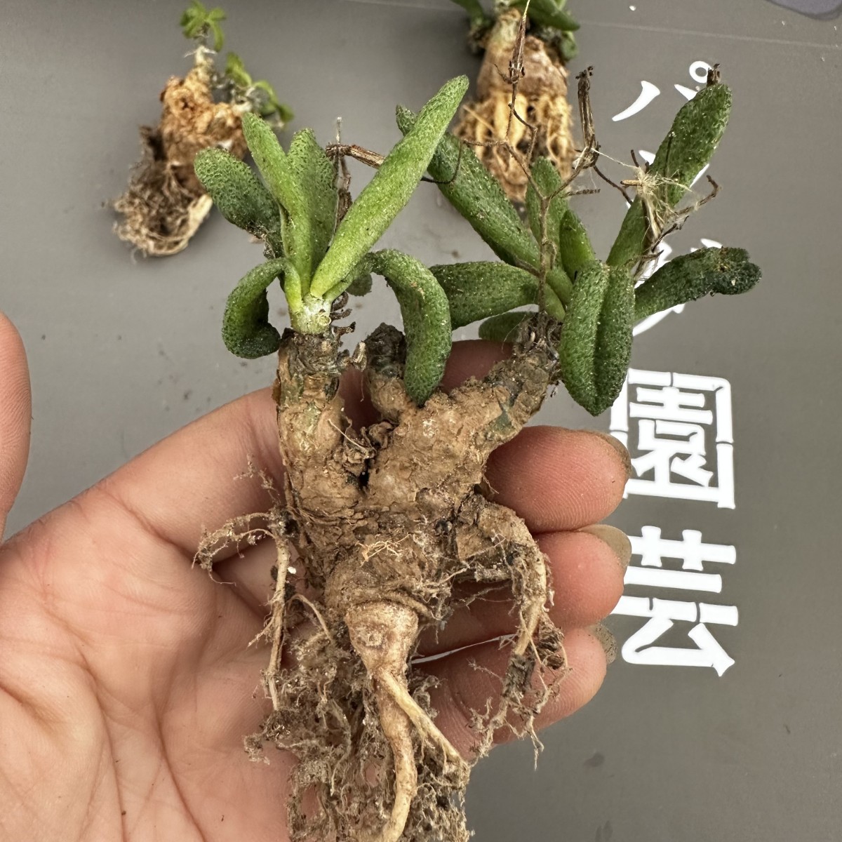 N52 【パンダ園芸】Tylecodon sulphureus (Pofadder, RSA)/チレコドン スルフレウス//多肉植物大株3株_画像7