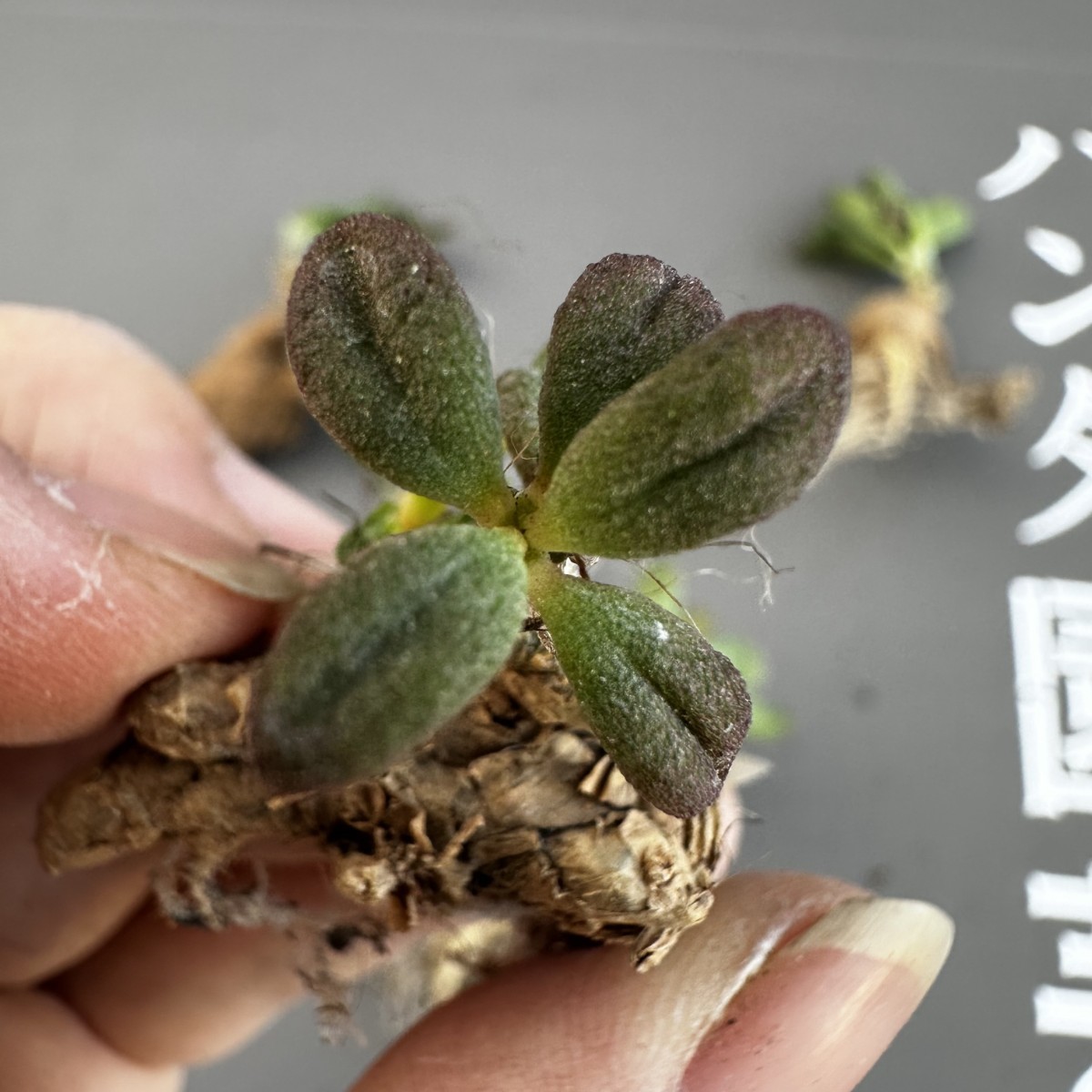 P32 【パンダ園芸】Tylecodon sulphureus (Pofadder, RSA)/チレコドン スルフレウス//多肉植物大株5株_画像9