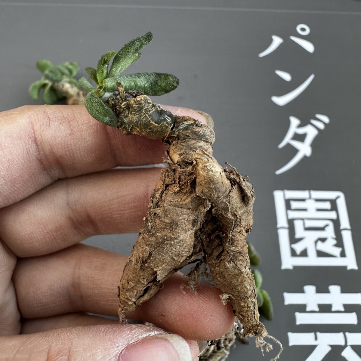 P58 【パンダ園芸】Tylecodon sulphureus (Pofadder, RSA)/チレコドン スルフレウス//多肉植物大株5株_画像7