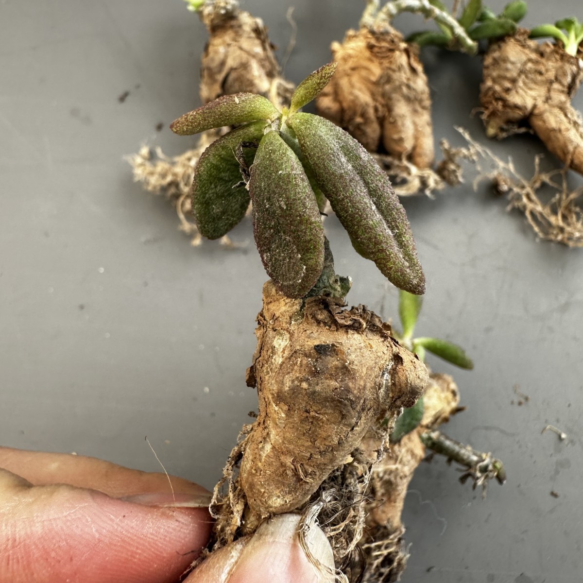 Q18 【パンダ園芸】Tylecodon sulphureus (Pofadder, RSA)/チレコドン スルフレウス//多肉植物大株5株 _画像4