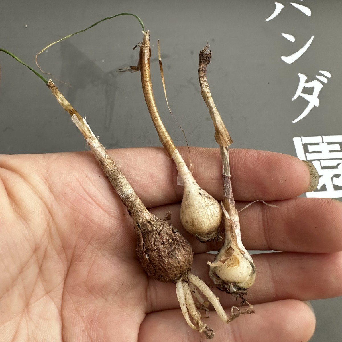 R11 【パンダ園芸】珍奇植物 Gethyllis verticillata ゲチリス ベルティシラータ 3株同梱 _画像3