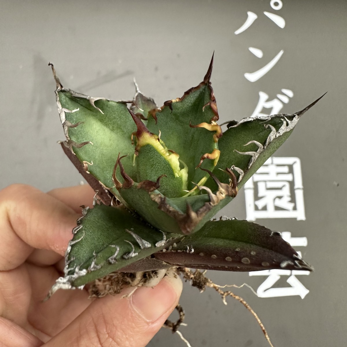 R40 【パンダ園芸】アガベ 多肉植物 チタノタ シーザー　凱撒 優良血統超極上棘 美株 発根済み_画像6