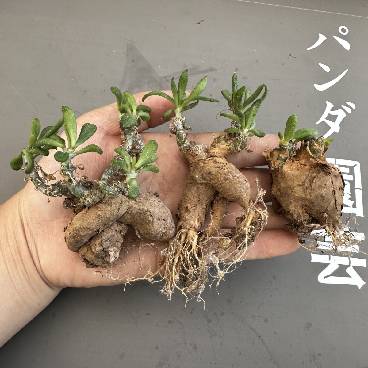 S32 【パンダ園芸】Tylecodon sulphureus (Pofadder, RSA)/チレコドン スルフレウス//多肉植物大株3株_画像1