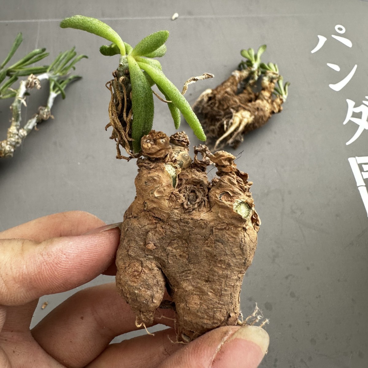 S62 【パンダ園芸】Tylecodon sulphureus (Pofadder, RSA)/チレコドン スルフレウス//多肉植物大株3株_画像5