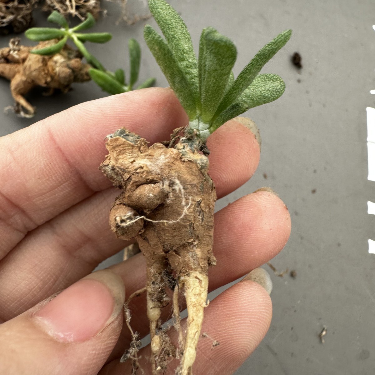 T57 【パンダ園芸】Tylecodon sulphureus (Pofadder, RSA)/チレコドン スルフレウス//多肉植物大株5株_画像10