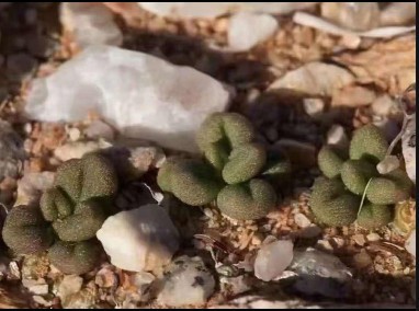 P58 【パンダ園芸】Tylecodon sulphureus (Pofadder, RSA)/チレコドン スルフレウス//多肉植物大株5株_画像1