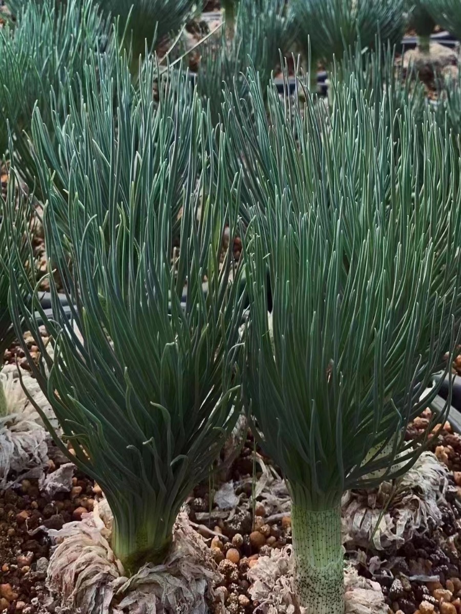 M37 【パンダ園芸】貴重植物 現地株 ゲチリス　グランディフローラ Gethyllis grandiflora_画像2