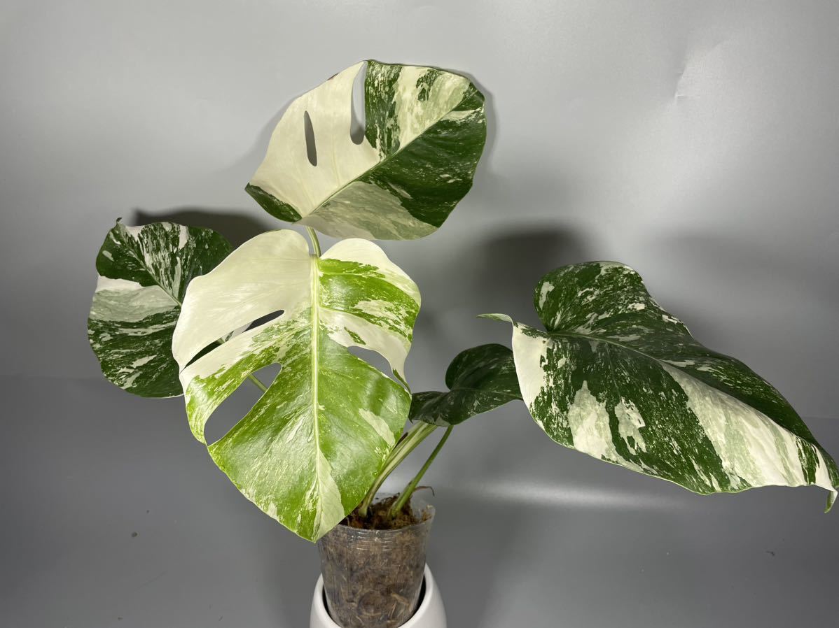 「332」オランダ産　MONSTERA ALBO BORSIGIANA VARIEGATA 白斑　モンステラ アルボ ボルシギアナ　斑入り_画像1