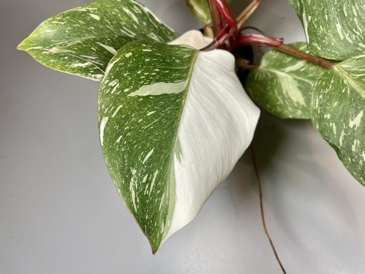 「83」フィロデンドロン・ホワイト・ナイトマーブル　斑入り　Philodendron White Knight Marble _画像2