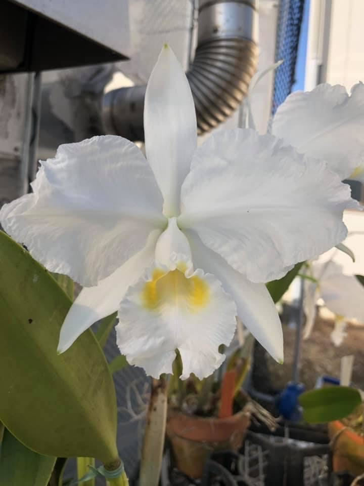 ◆◇洋蘭カトレアC.lueddemanniana var.alba　'Caballero'◇◆_画像1