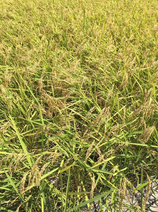 30キロ 令和5年産 淡路島産 コシヒカリ玄米 減農薬 精米対応 農家直送_稲刈り1時間前