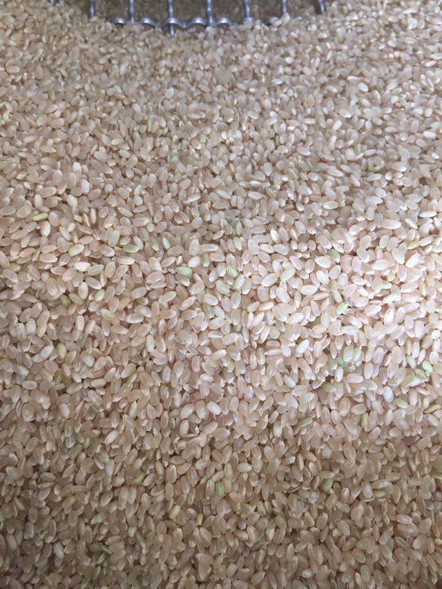 30キロ 令和5年産 淡路島産 コシヒカリ玄米 減農薬 精米対応 農家直送_精米直前の状態