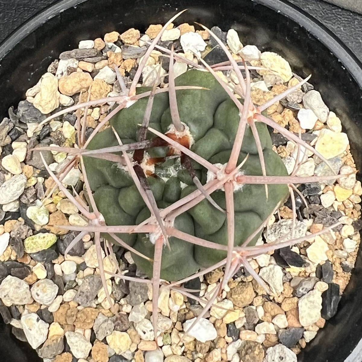 ギムノカリキウム 津田紅蛇丸 実生苗 サボテン多肉植物_画像7