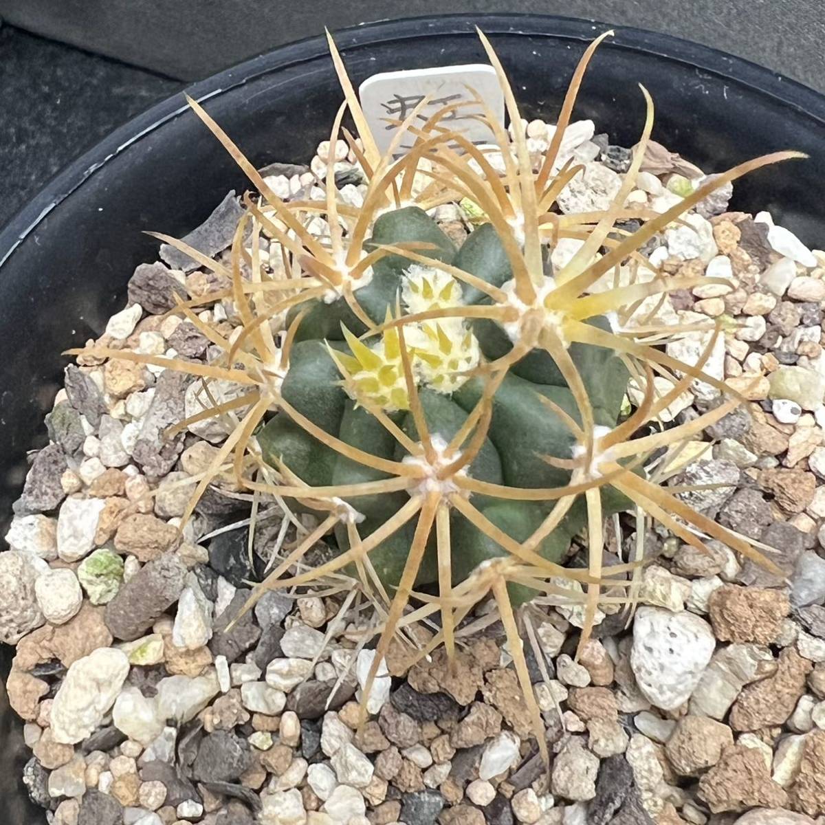 Yahoo!オークション - フェロカクタス 実生 黄刺虹裳竜 サボテン多肉植