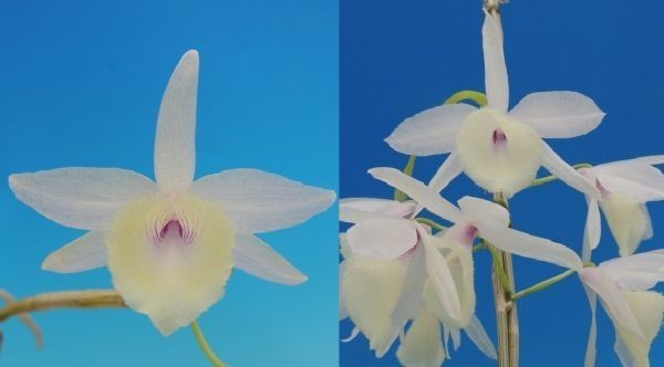 T♪当園実生品１円スタート洋蘭　Dendrobium aphyllum albescens x sib(`Hidemi 'x 'Lucky Boy' ) 洋ラン_画像1